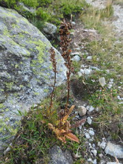 Pedicularis rostratospicata