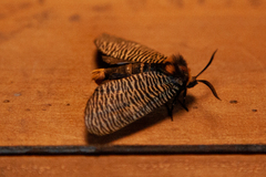Graphelysia strigillata