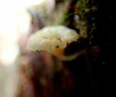 Agaricales