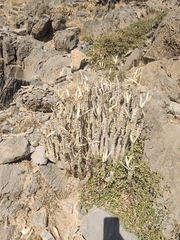 Desmidorchis penicillata