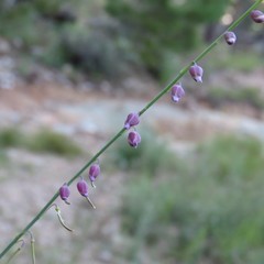 Pennellia longifolia