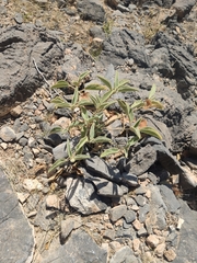 Melhania phillipsiae