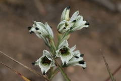 Chloraea bletioides