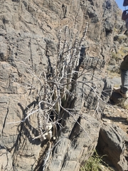 Desmidorchis penicillata