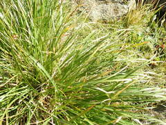 Carex sempervirens