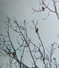 Coccothraustes vespertinus