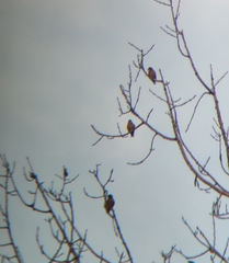 Coccothraustes vespertinus