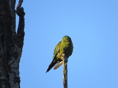 Enicognathus leptorhynchus