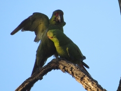 Enicognathus leptorhynchus