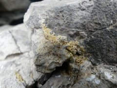 Xanthocarpia ochracea