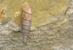 Papillifera papillaris