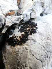 Lathagrium cristatum