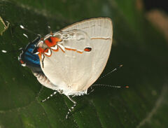 Iaspis andersoni