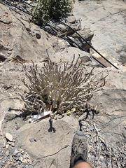 Desmidorchis penicillata