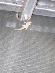 Gehyra australis