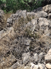 Desmidorchis penicillata