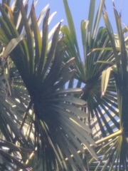 Trachycarpus
