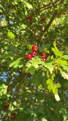 Crataegus laevigata
