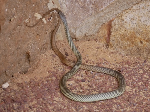 Photo of a Yellow-faced Whipsnake (reticulata) (Demansia reticulata)