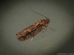 Erythrobapta haemalea