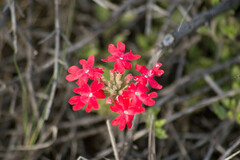 Glandularia peruviana