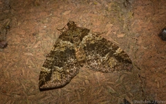 Crasilogia gressitti