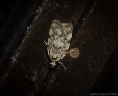 Barea nymphica