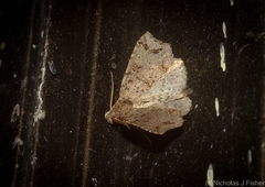 Lithilaria proestans