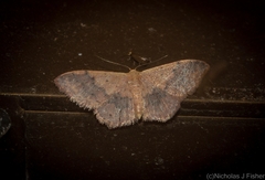 Idaea