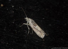 Sciota melanostyla