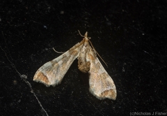 Leucinodes cordalis
