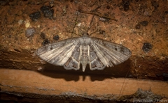 Phazaca interrupta