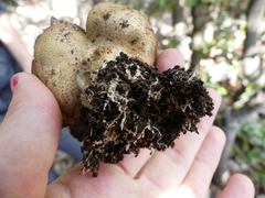 Scleroderma verrucosum