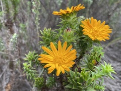 Oedera imbricata
