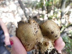 Scleroderma verrucosum