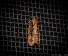 Erythrobapta haemalea