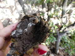 Scleroderma verrucosum