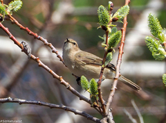 Phylloscopus collybita