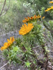 Oedera imbricata