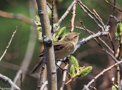 Phylloscopus collybita