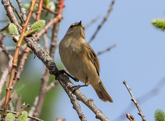 Phylloscopus collybita