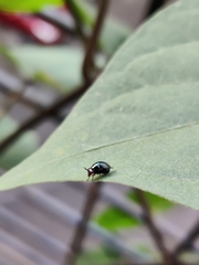 Celyphidae