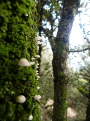 Phloeomana alba