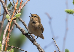 Phylloscopus collybita
