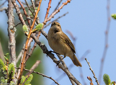 Phylloscopus collybita