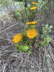Oedera imbricata