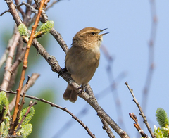 Phylloscopus collybita