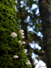 Phloeomana alba
