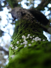 Phloeomana alba
