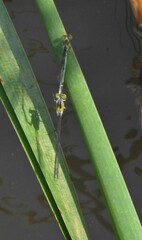 Pseudagrion rubriceps